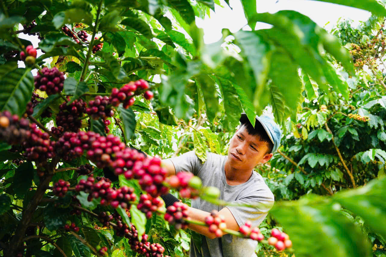 Coffee Farmers Harvesting
